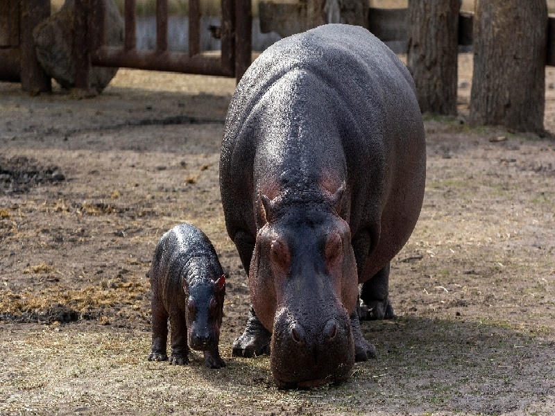 做试管 选性别（泰国试管无需中介）